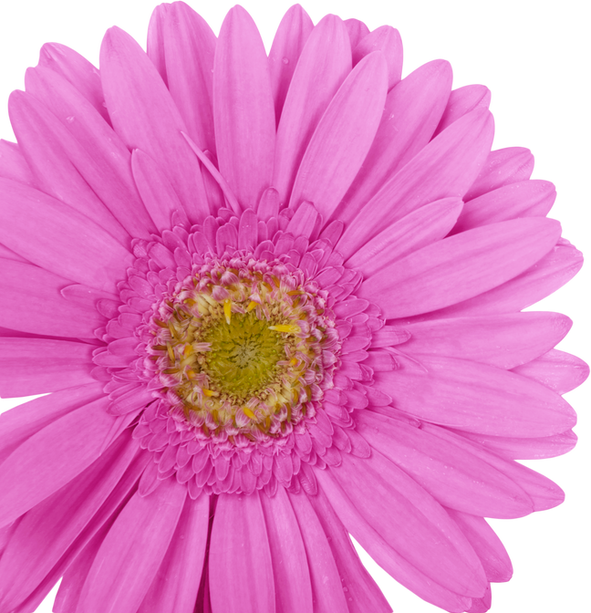 Gerbera Daisy